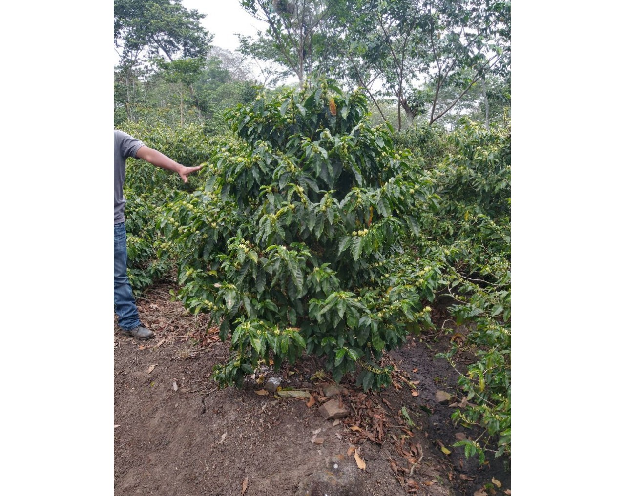 Santa Lucia Honduras