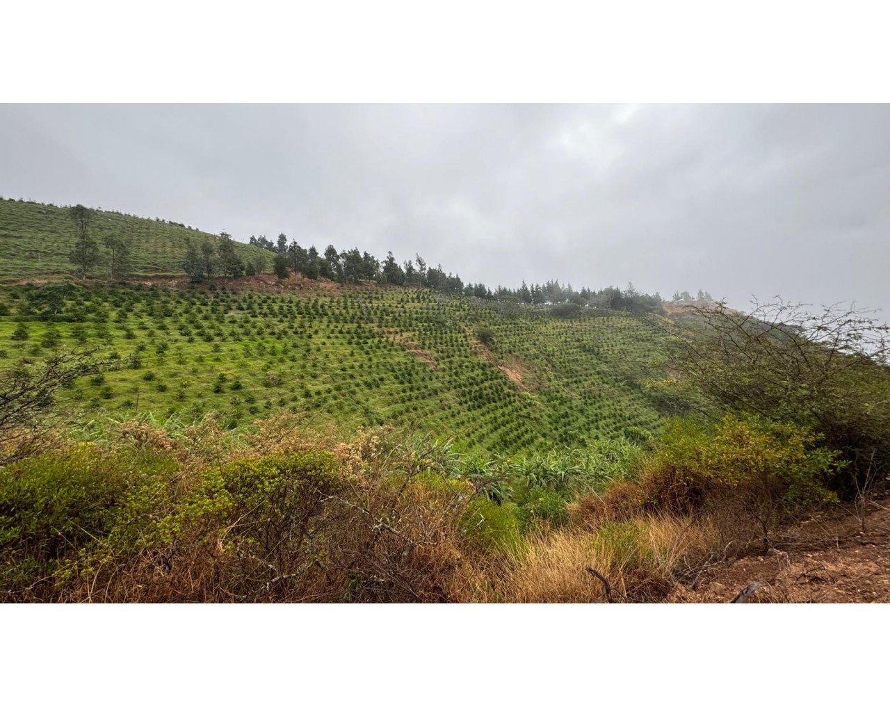 La Papaya Ecuador 