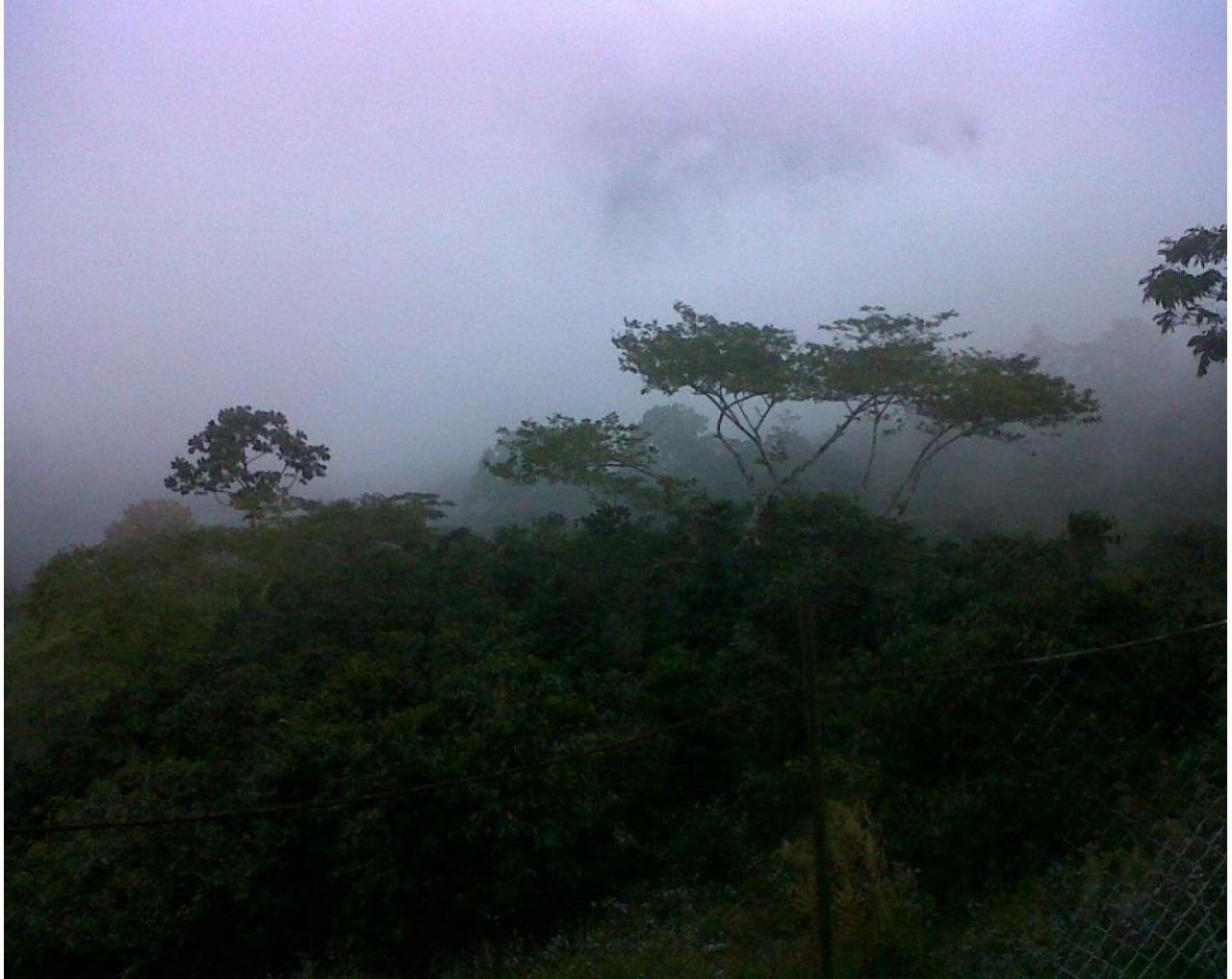 Finca Cerro Azul – Honduras