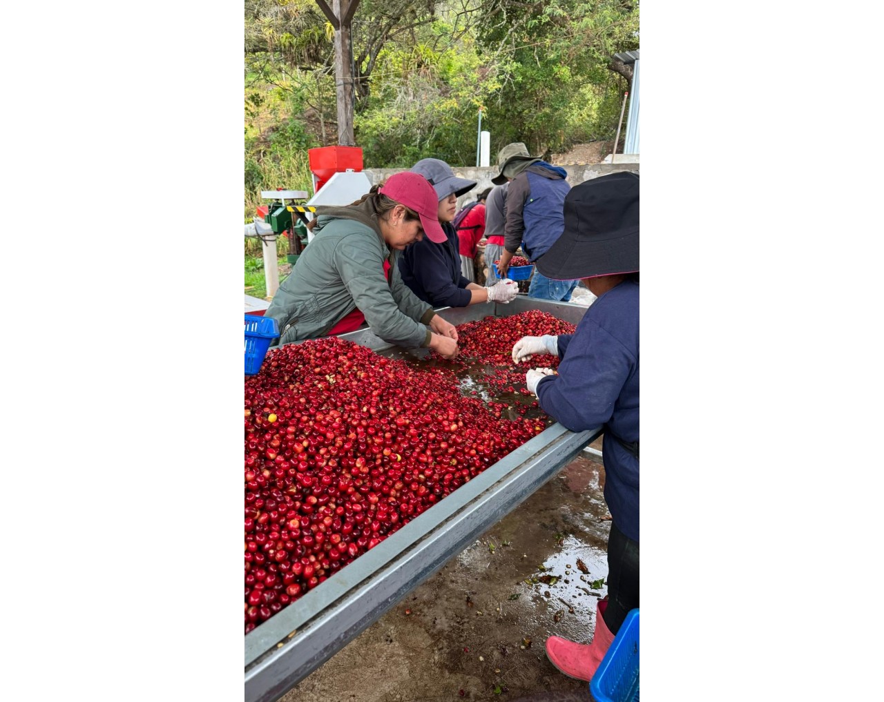 La Papaya Ecuador 