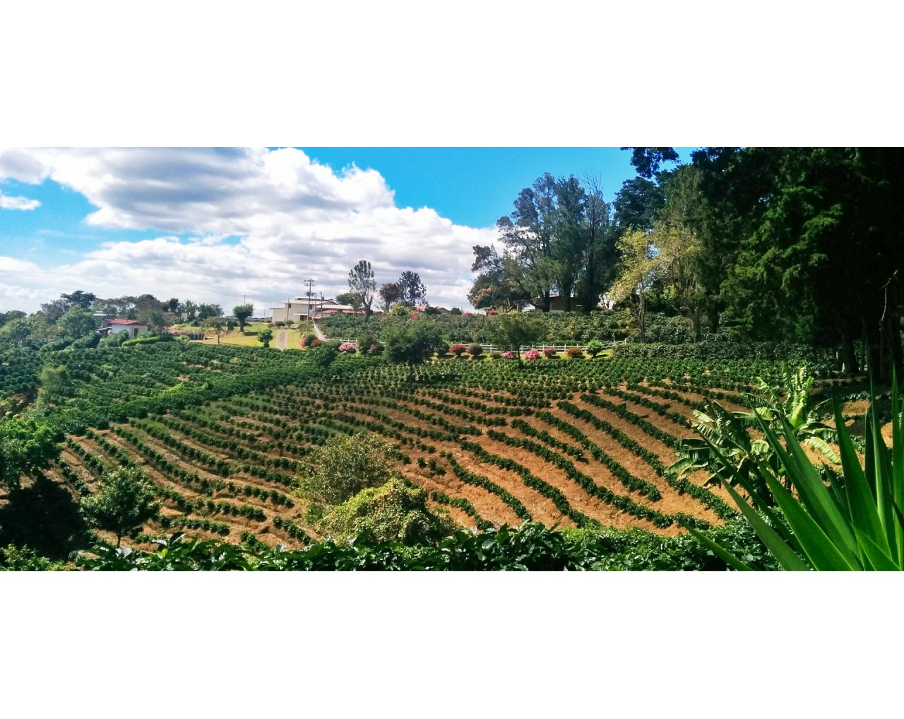El Quizarra Micromill Jardin de Aromas - Costa Rica